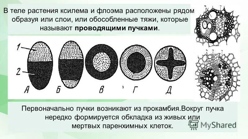 Типы проводящих пучков