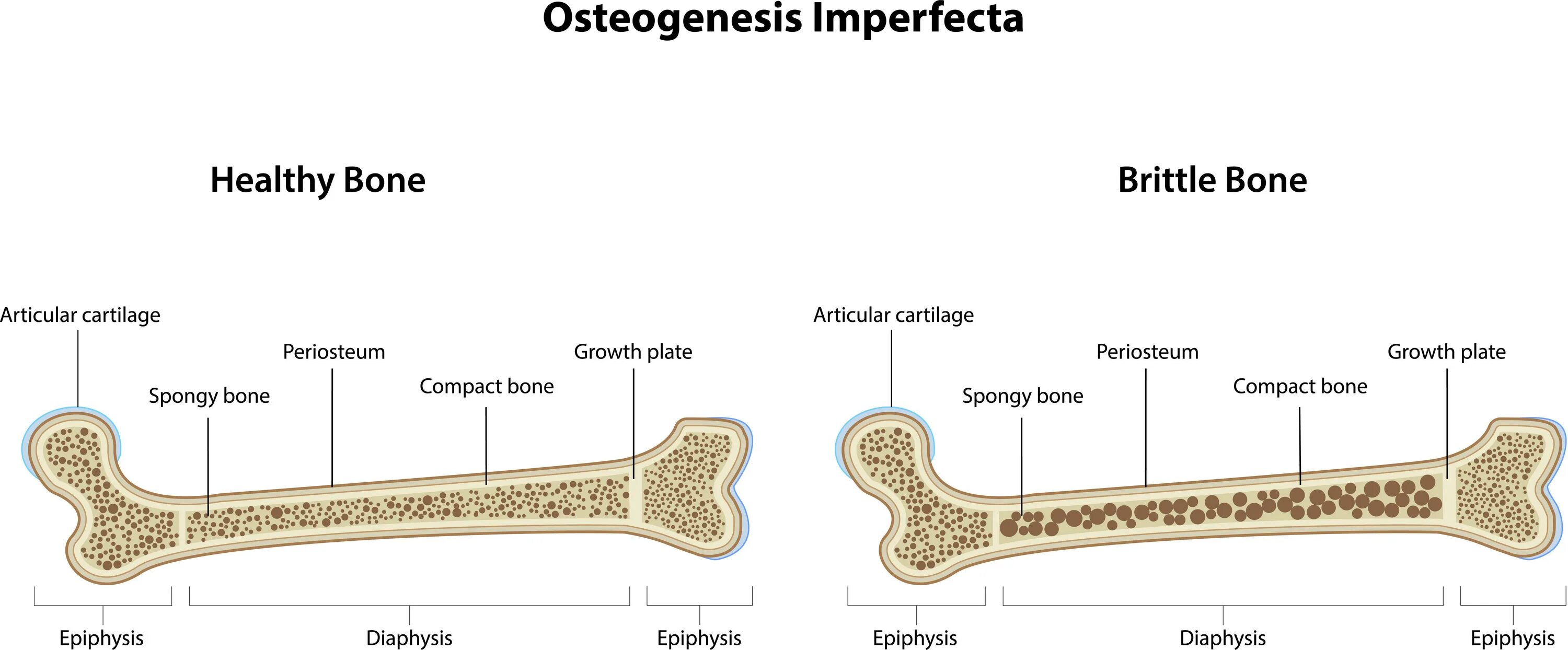 Layers bone
