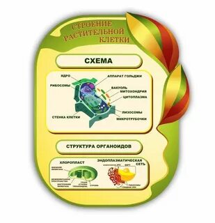 Внутреннее строение растительных организмов