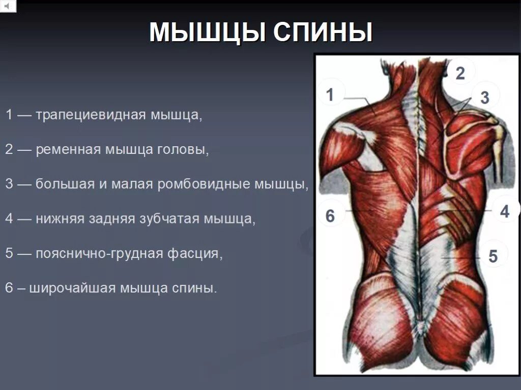 Мышцы спины глубокие и поверхностные анатомия. Мышцы спины крепление спереди. Мышцы спины Синельников. Ромбовидные мышцы спины анатомия. Главная мышца тела