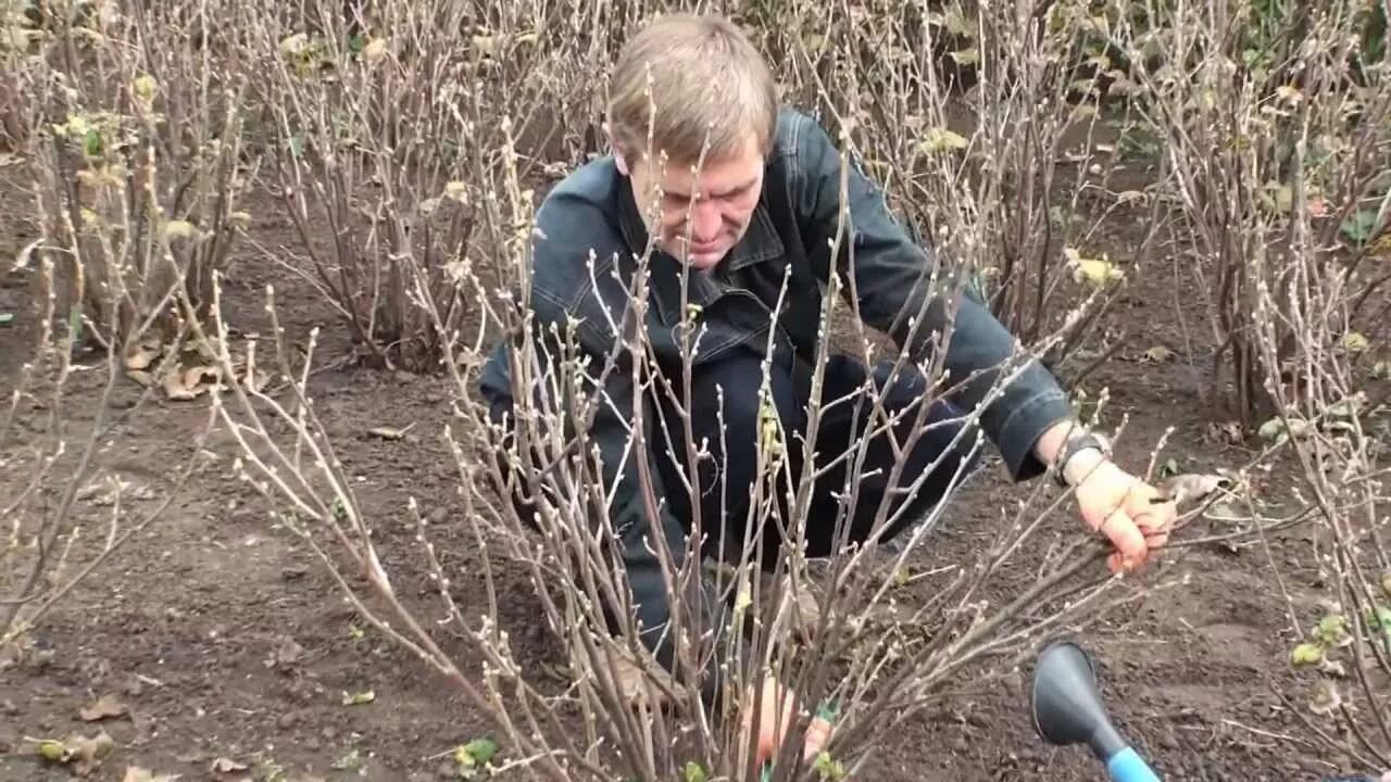 Первая обработка смородины после зимы