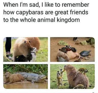 They are friend shaped. /r/wholesomememes Wholesome Memes Know.
