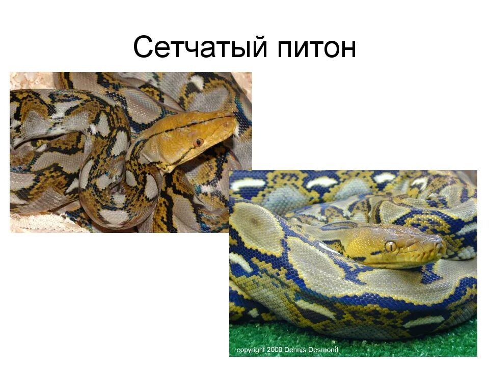 О питоне для 1 класса