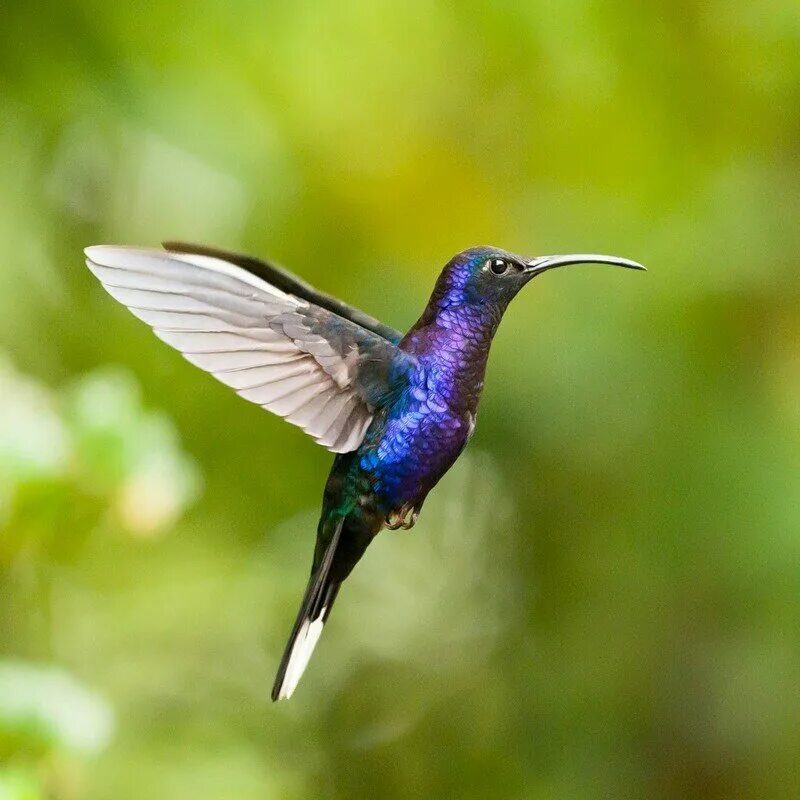 Файл:Violet-tailed Sylph (24211026215).jpg - Википедия