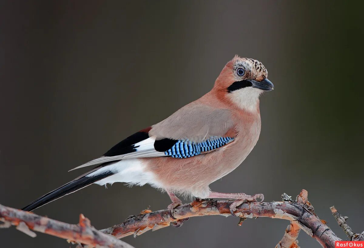 Рыжеголовая Сойка. Сойка ронжа. Сойка Синекрылка. Сойка обыкновенная. Birds in russia