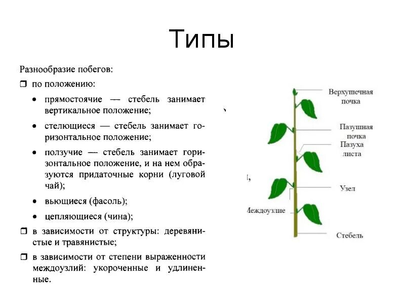 Нарастание листа. Типы побегов у растений 6 класс биология таблица. Строение побега древесного растения. Типы побегов таблица. Таблица строение побега растений.