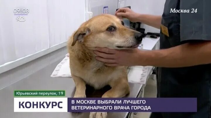 Человеческая медицина и ветеринария. Примавет ветклиника осташковская 30. Рейтинг ветеринарных клиник. Ветклиника био орел. Ветеринар с животными.