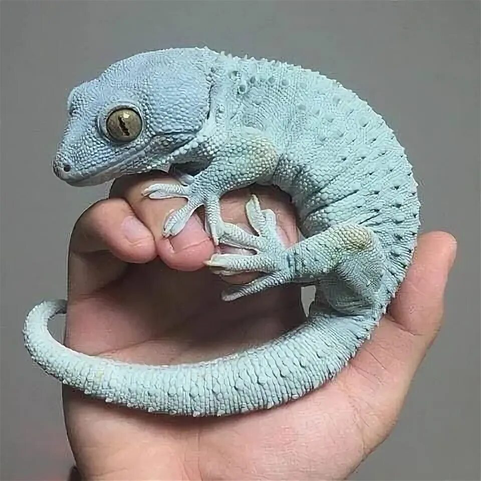 Pin by Jhonathan Muñoz on répteis,largatos, grilos , insetos , gafanhotos e mais