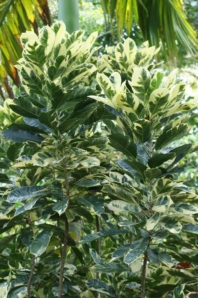 Фикус рубигиноза вариегатный. Рубигиноза вариегатная фикус. Фикус rubiginosa variegata. Фикус рубигиноза вариегатный. Фикус рубигиноза вариегата.