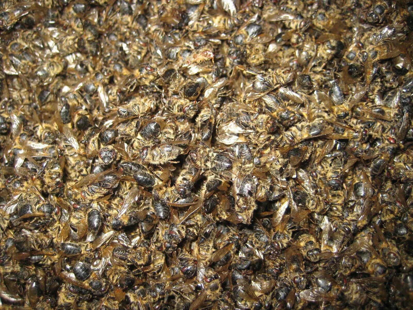 Подмор это. Пчелиный подмор. подмор пчелиный 20% organic. сушеные пчелы. пчела засушенная.