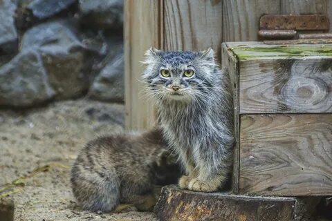 Манул котенок москва