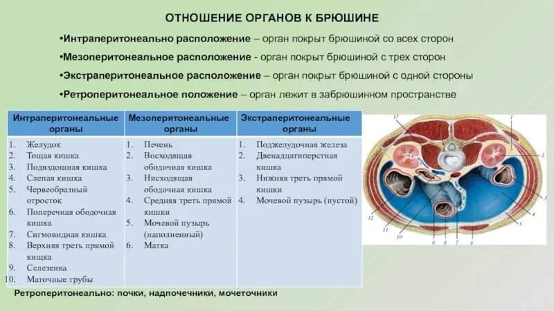 Мочевой пузырь расположение отношение к брюшине строение Картинки РАЗРЕЗ БРЮШИНЫ