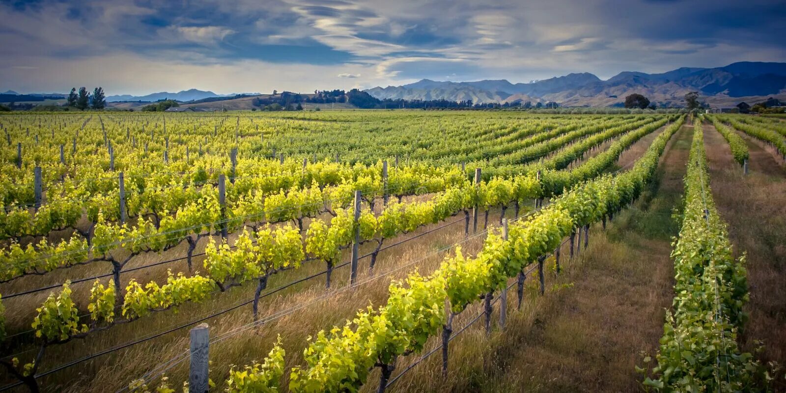 Промышленность новой зеландии. Виноградники новой Зеландии регион Мальборо. Марлборо (Marlborough, новая Зеландия) виноградники. Новая Зеландия виноградники. Винодельня новая Зеландия.