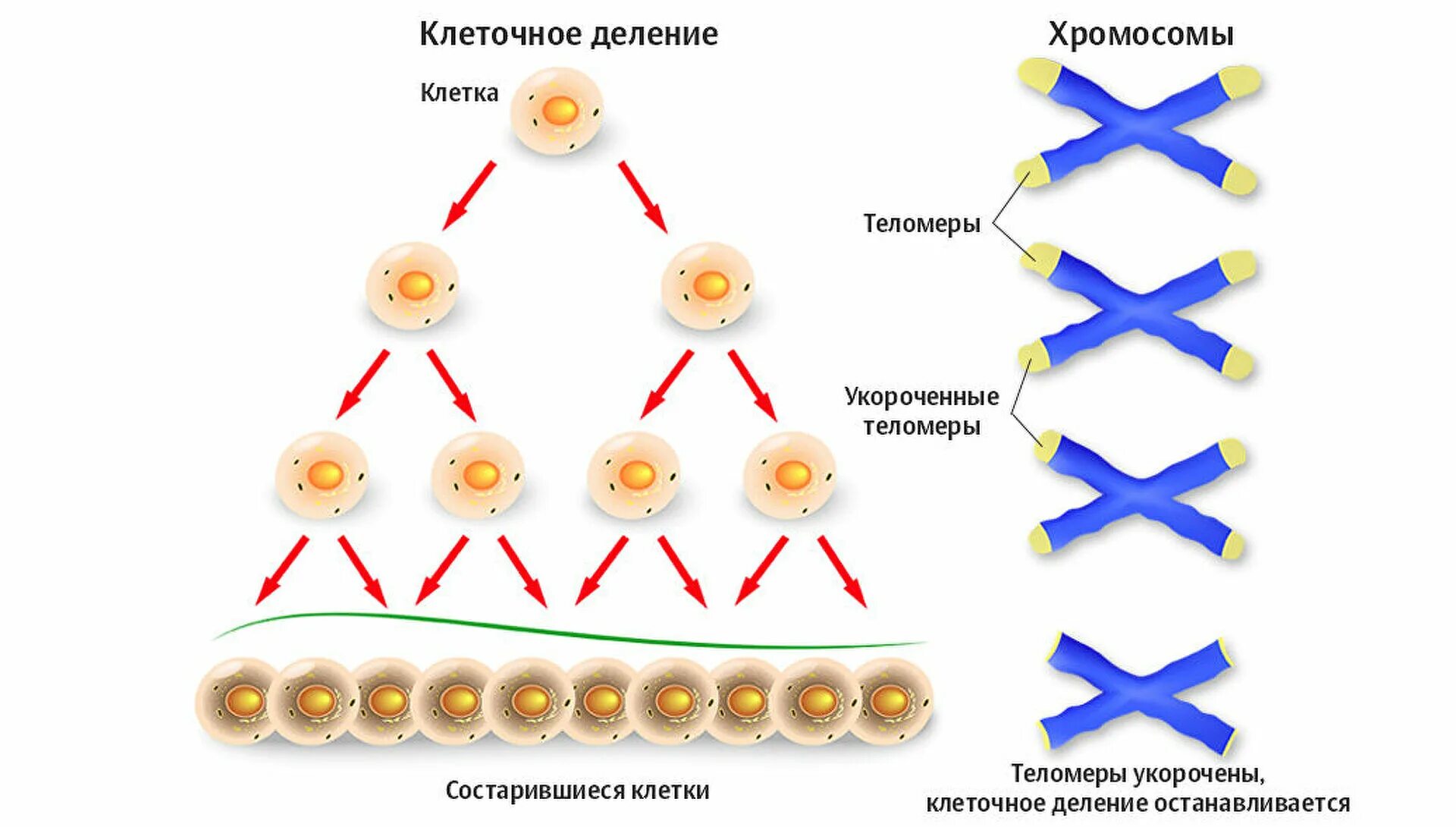 Накопление энергии для деления клетки. Старение клетки. Процесс старения клетки. Клеточное деление. Клеточная теория старения.