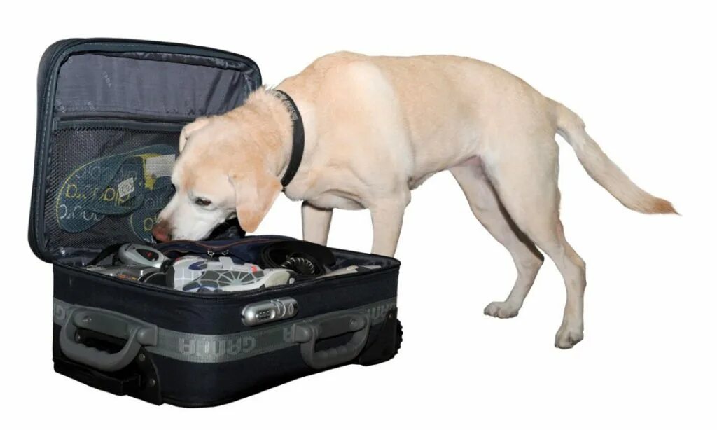 Технические средства обнаружения взрывчатых веществ. Технические средства обнаружения взрывчатых веществ. Обнаружитель взрывчатых веществ "заслон-м". Имитаторы взрывчатых веществ для собак. Признаки наличии взпывных устройст.