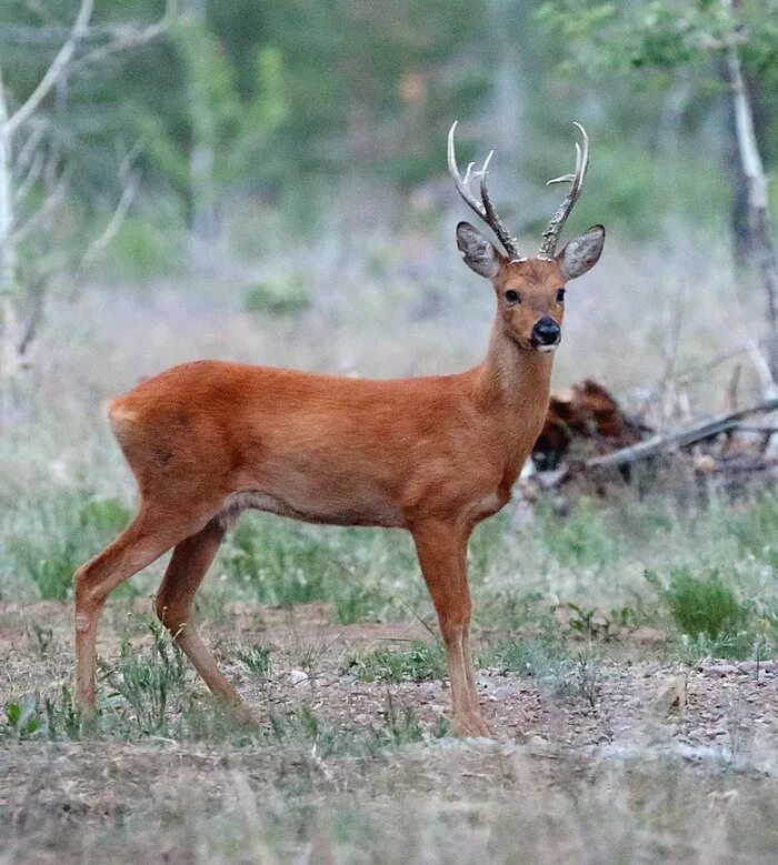 Олени в казахстане. Сибирская косуля capreolus pygargus. Косуля Сибирская (capreolus pygargus Pall.). Европейская косуля (capreolus capreolus). Самец сибирской косули.