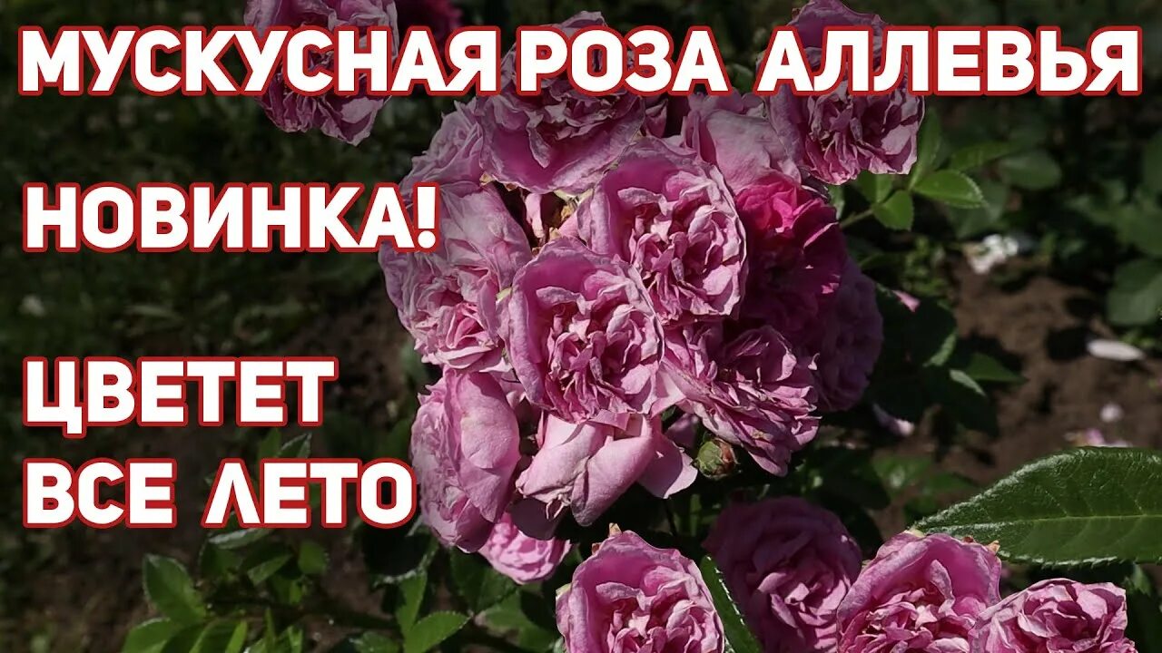 купить саженцы роз почтой Розапитомник Элит Каталог