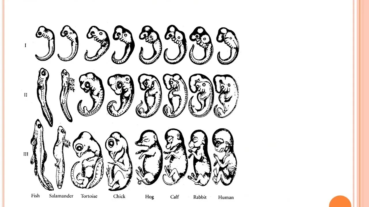 Цикл онтогенез. Рекапитуляция человека. Онтогенез человека картинки для презентации. Стадии развития тератогенеза. Биогенетический закон картинки.