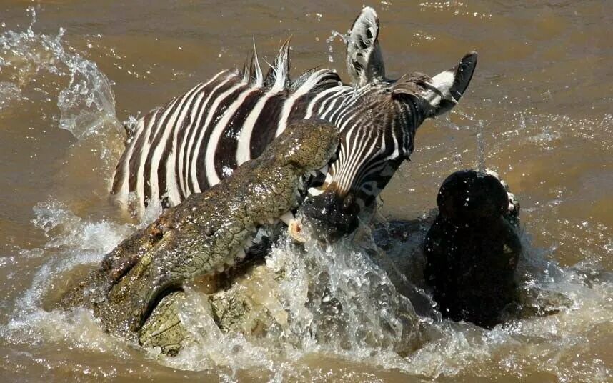 Нападение реки. Нильский крокодил и Зебра. Нильский крокодил ест зебру. Крокодилы нападают на зебр.