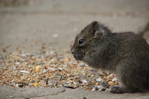 Rock Squirrel image.