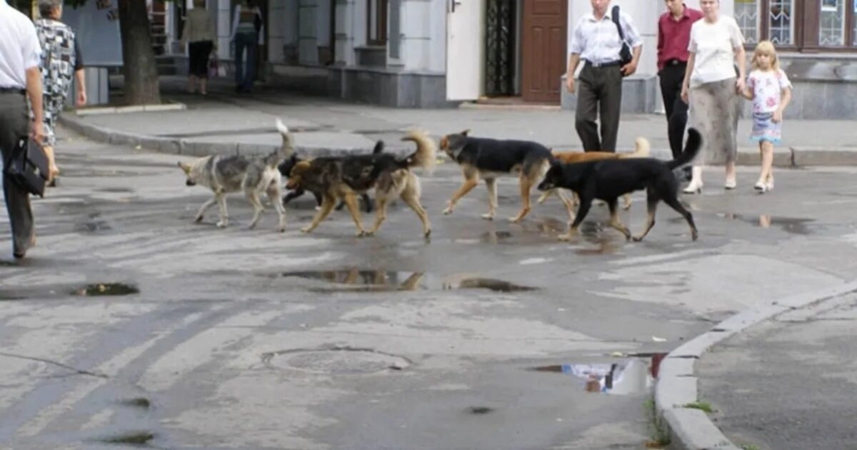 Бродячие собаки. Агрессивные бродячие собаки. Агрессивные бездомные собаки. Бездомные животные нападают на людей.