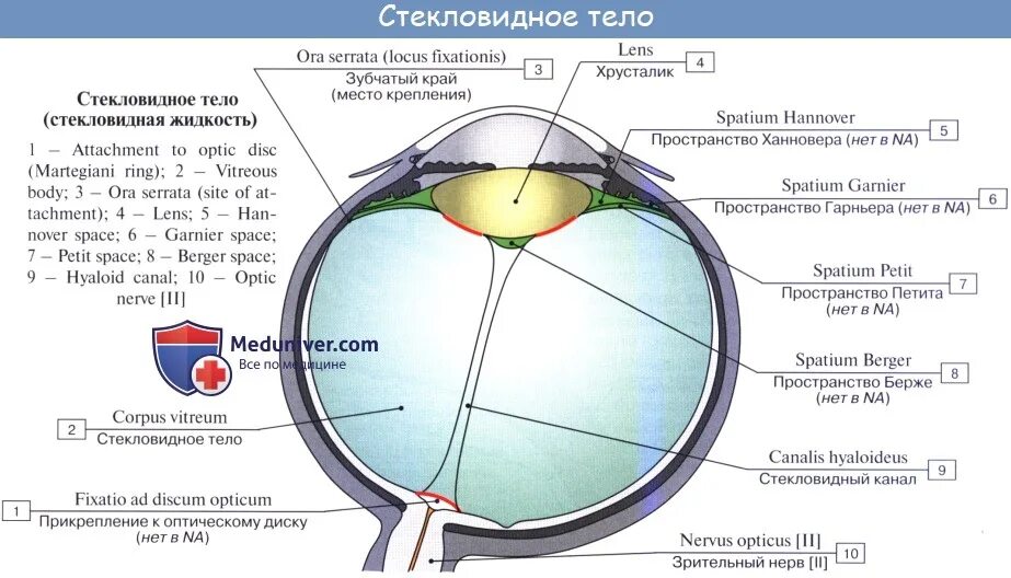 Выполняемая функция стекловидного тела
