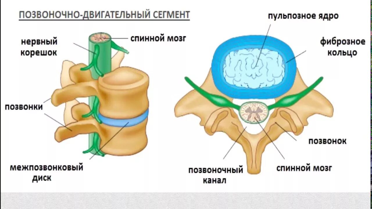 Грыжа мозговых оболочек освобождение нерва. Строение диска позвоночника человека. Схема строения межпозвоночного диска. Позвоночный диск строение анатомия. Строение позвоночника и межпозвонковых дисков:.