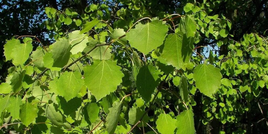 Кроне осины. Тополь дрожащий осина. Осина erecta. Тополь дрожащий осина. Осина обыкновенная (populus tremula).