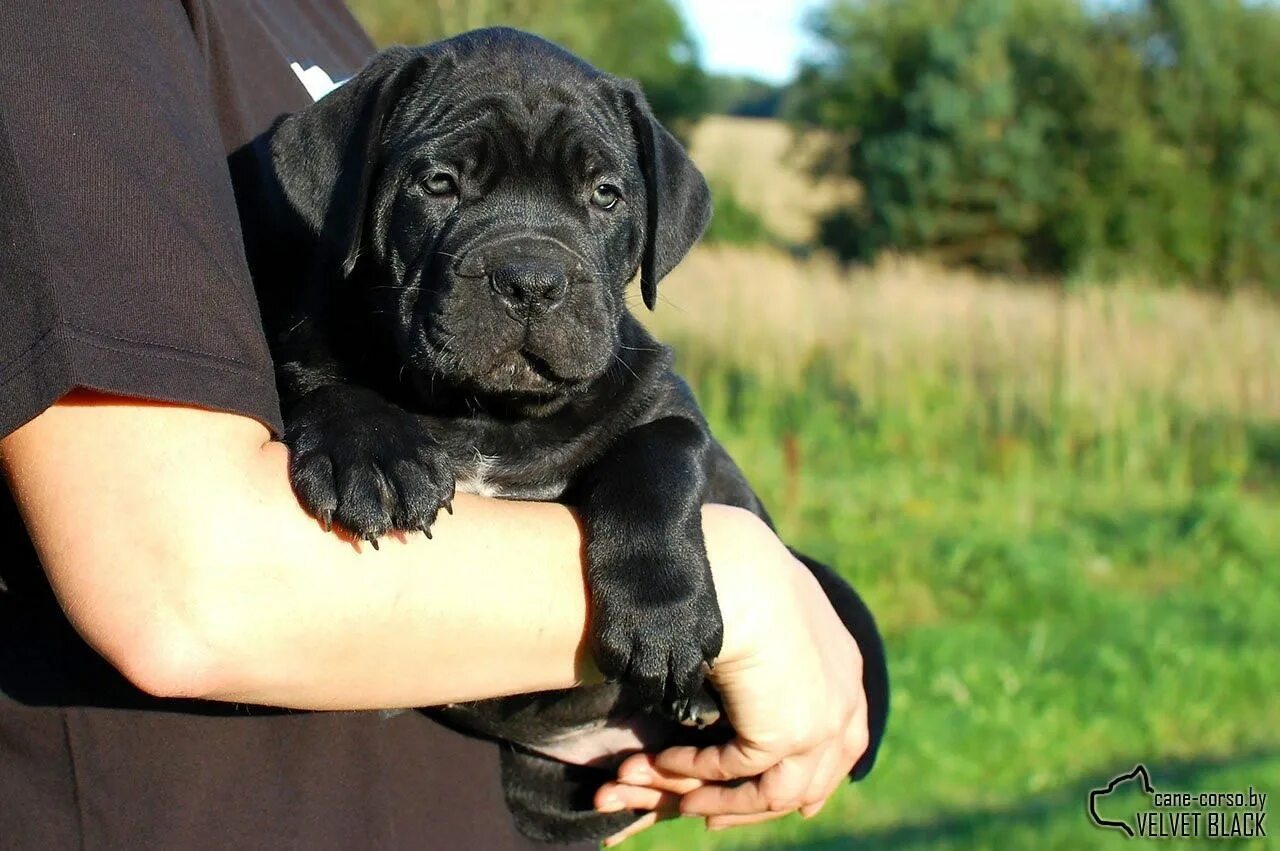 londoniete.com skelbimai: Cane corso puppy