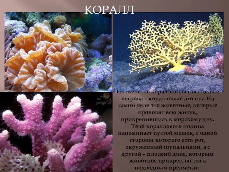 Скелет коралловых полипов. Из чего состоят кораллы. Коралловые полипы Атоллы.