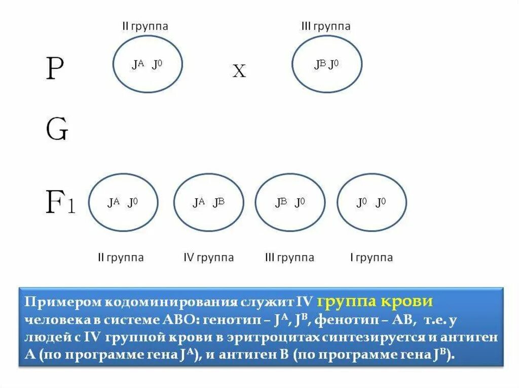 Кодоминирование примеры у человека. Кодоминирование наследование групп крови. Кодоминирование задачи по генетике. Принцип взаимодействия кодоминирования.