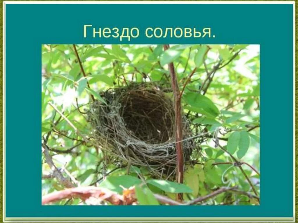 Сообщение гнезда птиц. Соловей гнездование. соловей обыкновенный гнездо. соловьиное гнездо. гнезда птиц для дошкольников.