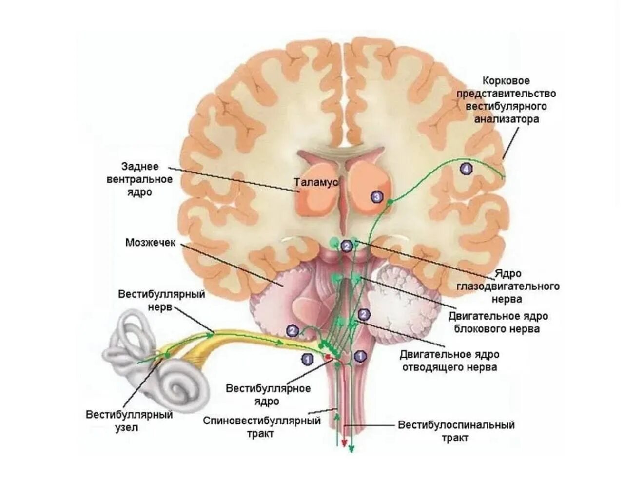 Вестибулярный аппарат мозг. Вестибулярная сенсорная система корковый Центральный отдел. Проводниковый отдел вестибулярной сенсорной системы. Проводниковый отдел вестибулярного аппарата. Вестибулярная сенсорная система схема.