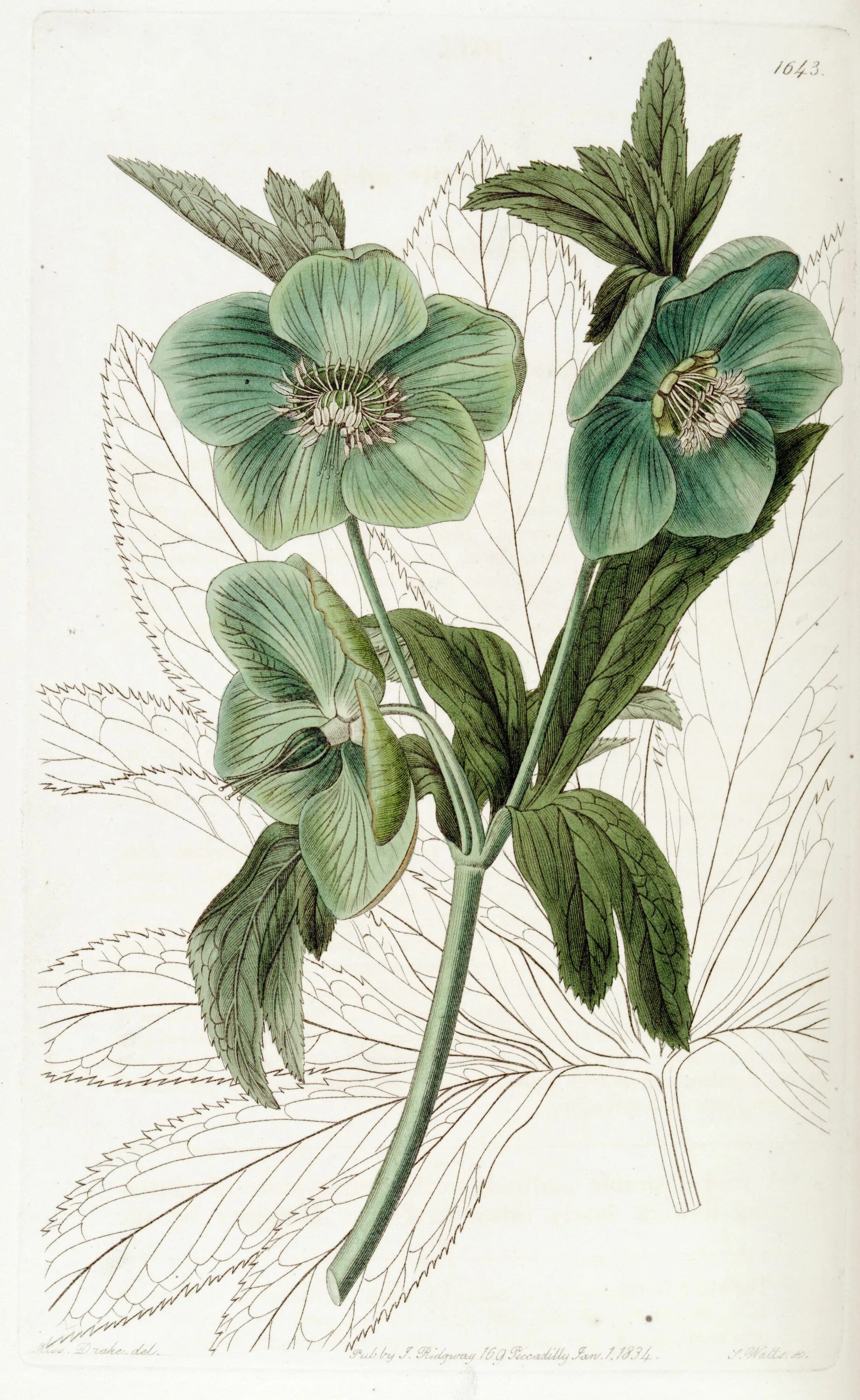 Ботанические растения. Hellebore ботанический атлас. иллюстрации цветов ботанические хелиборус. edwards&#039;s botanical register. ботанические атласы 19 века.