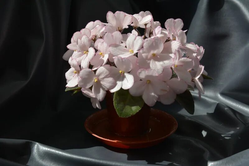 фиалка дюймовочка. фиалка дюймовочка мини. фиалка дюймовочка полумини. н-дюймовочка фиалка. сенполия дюймовочка.