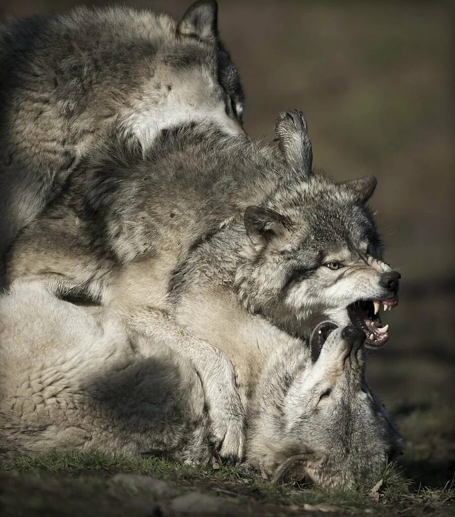 Волк подчиняется. Волк подчиняется. Поза подчинения у волков. Тимбер волк. Волк подчиняется.