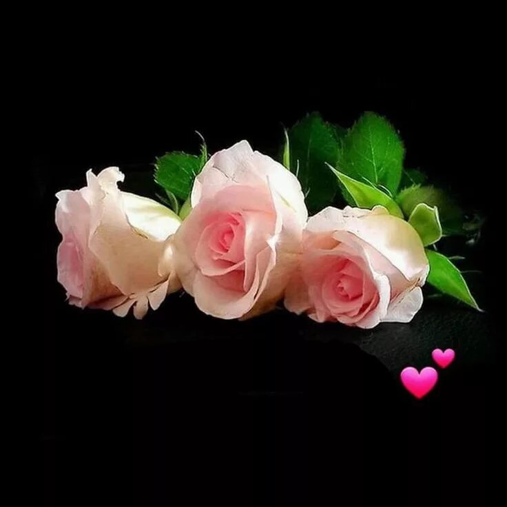 Happy birthday greetings. Wish you health. Wishing you love happiness. Wishing you love happiness. Wish you all the best.