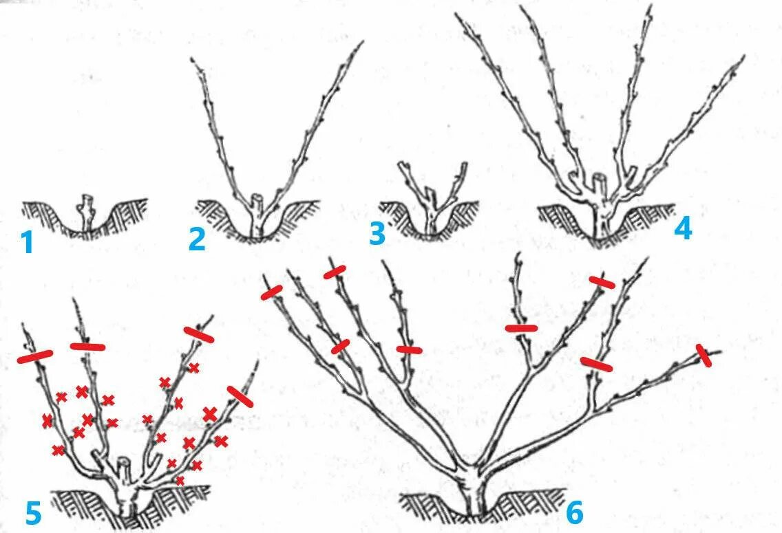 Схемы формировки куста винограда. Правильно обрезать виноград осенью пошагово. Подрезка винограда весной схема. Формировка куста винограда весной.