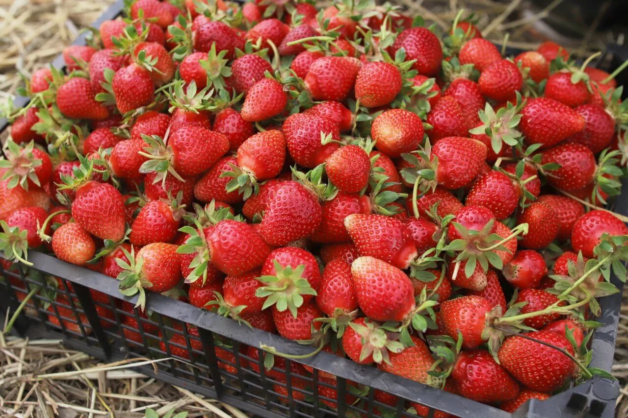 Открой клубники. Открой клубники. Продавец клубники в москве. Открой клубники. Говорящая клубника.