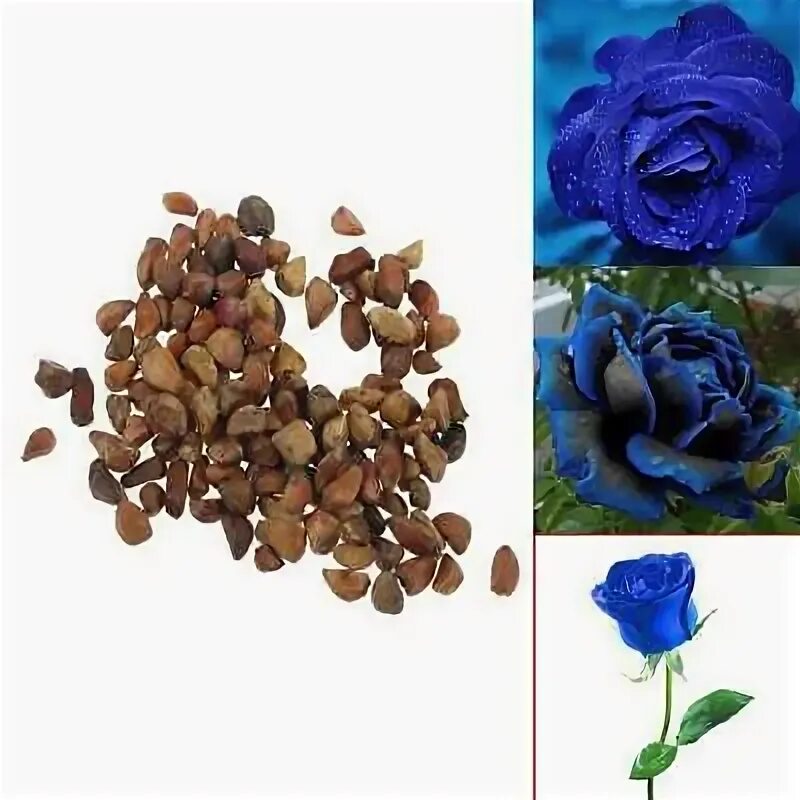 Первые семена розы