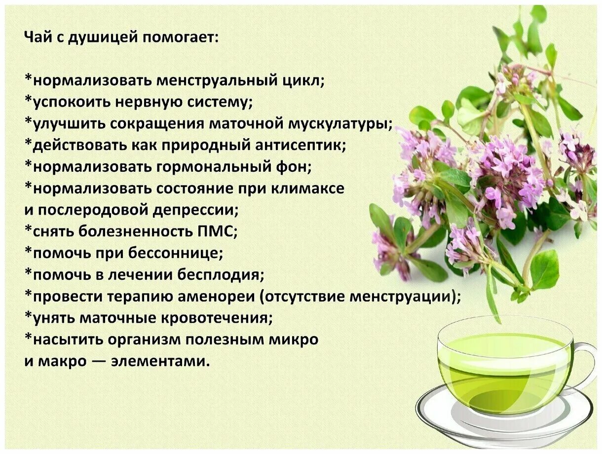 душица обыкновенная. душица обыкновенная лекарственные растения. противопоказания душицы обыкновенной. характеристики лекарственного растения душица. душица обыкновенная.