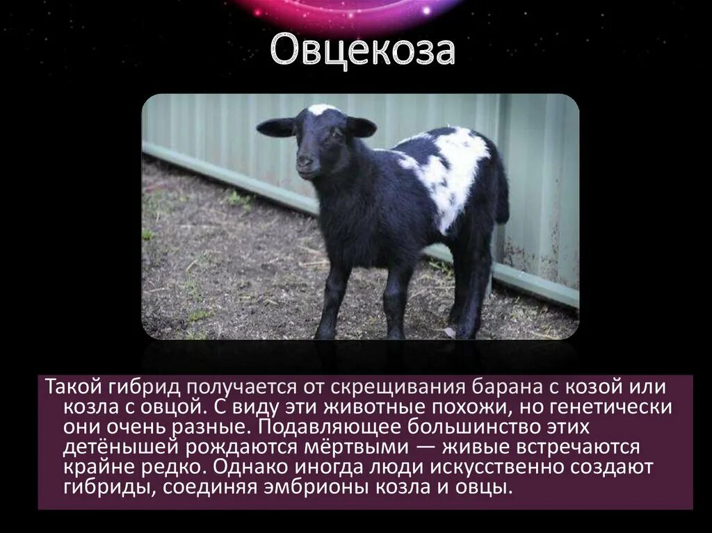 Гибрид овцы и козы. Химера Овцекоза. Скрещивание козла и овцы. Химера овцы и козы. Химерное животное овца коза