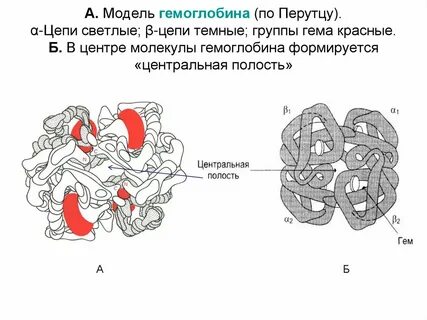 Строение молекулы гемоглобина