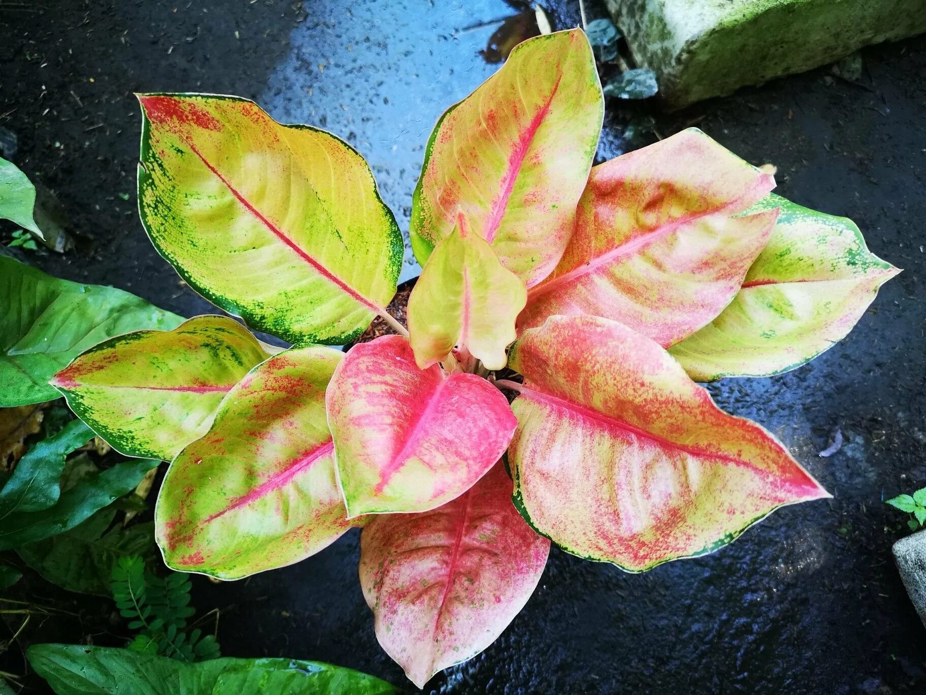 Аглаонема фламинго. Aglaonema miracle peach.. аглаонема миракл пинк. аглаонема miss world. аглаонема хубрид.