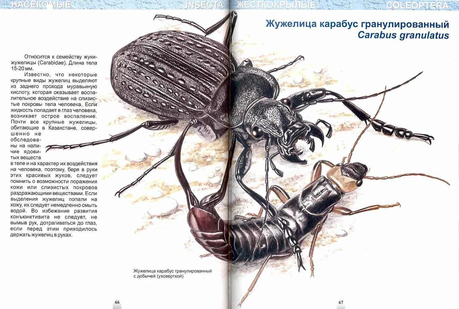 Жук жужелица. Жужелица строение. Жужелица Carabus granulatus. Строение жужелицы схема.