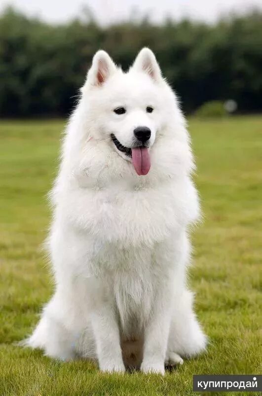 Фотографии больших белых собак Blog tematyczny o psach i kotach Samoyed dogs, Fluffy animals, Fluffy dogs