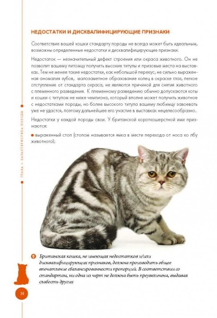 Британская короткошёрстная кошка описание. Британская короткошёрстная кошка описание. Британские кошки описание породы характер. Британский вислоухий кот описание породы. Рассказ о британской кошке.