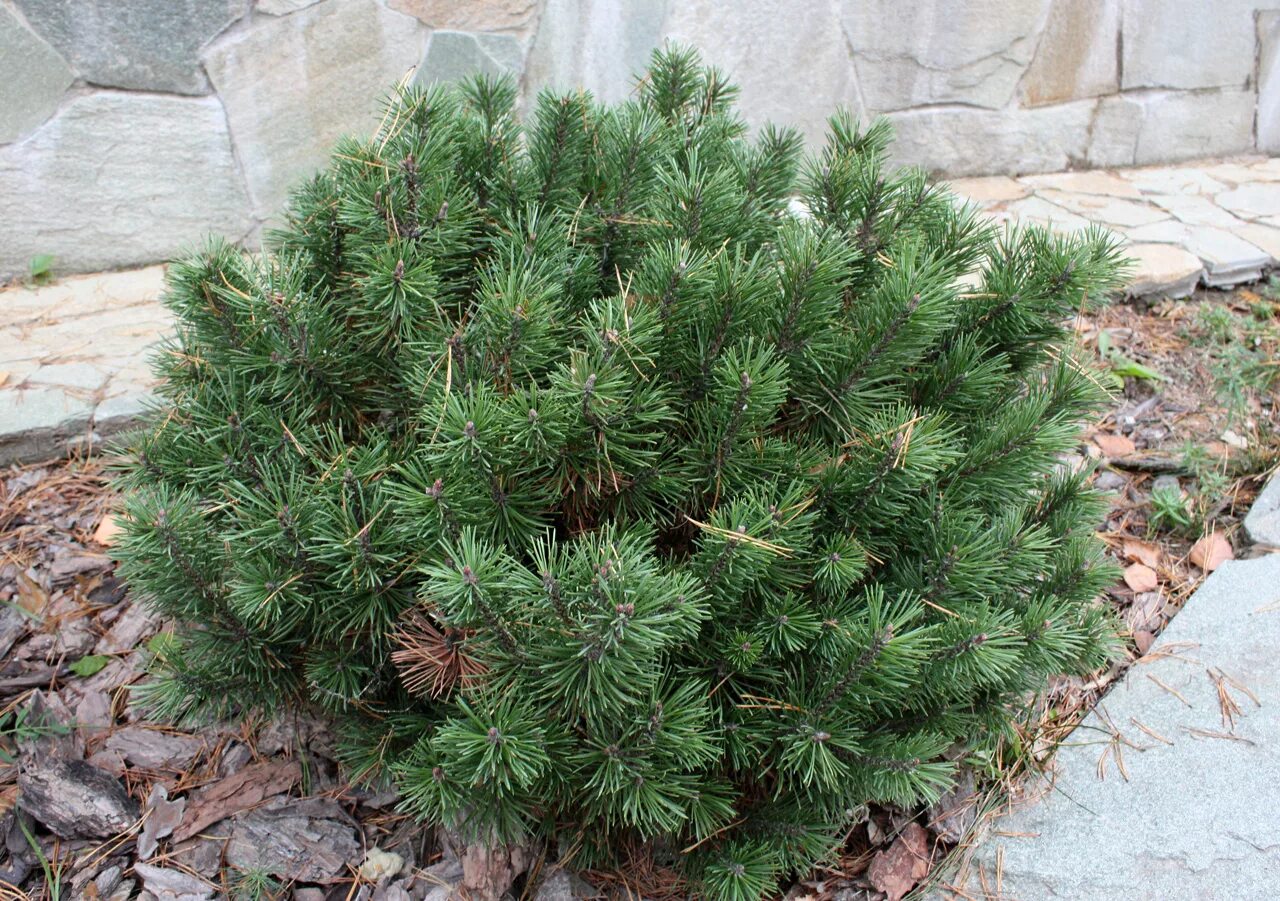 сосна горная пумилио. сосны кустарники. сосна горная пумилио (pumilio). сосна горная пинус муго пумилио. сосна горная пинус муго.