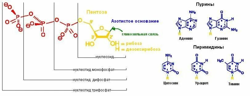 Замена аденина на тимин изменение плоидности клетки. Нуклеотид Тимин цитозин. Нуклеотид монофосфат. Цитозин-3,5 дифосфат. Нуклеотид из аденина.
