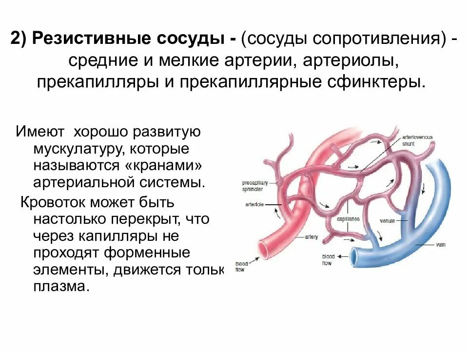 Какие сосуды артерии. Функции резистивных сосудов физиология. Резистивные сосуды (сосуды сопротивления). Сосуды сфинктеры (резистивные). Функция типов артерий.